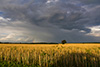 Regenbogen bei Landsberg nach dem Gewitter