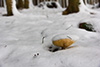 Auch der Pilz bekam einen Schneeüberzug