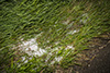 In den Wiesen lag noch kleinkörniger Hagel.