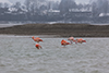 Flamingos am Forggensee am 16.02.2016