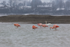 Flamingos am Forggensee am 16.02.2016